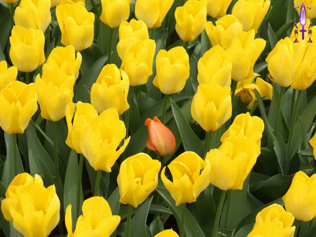 Croix de Lumière, Photo de la Série I No 010 