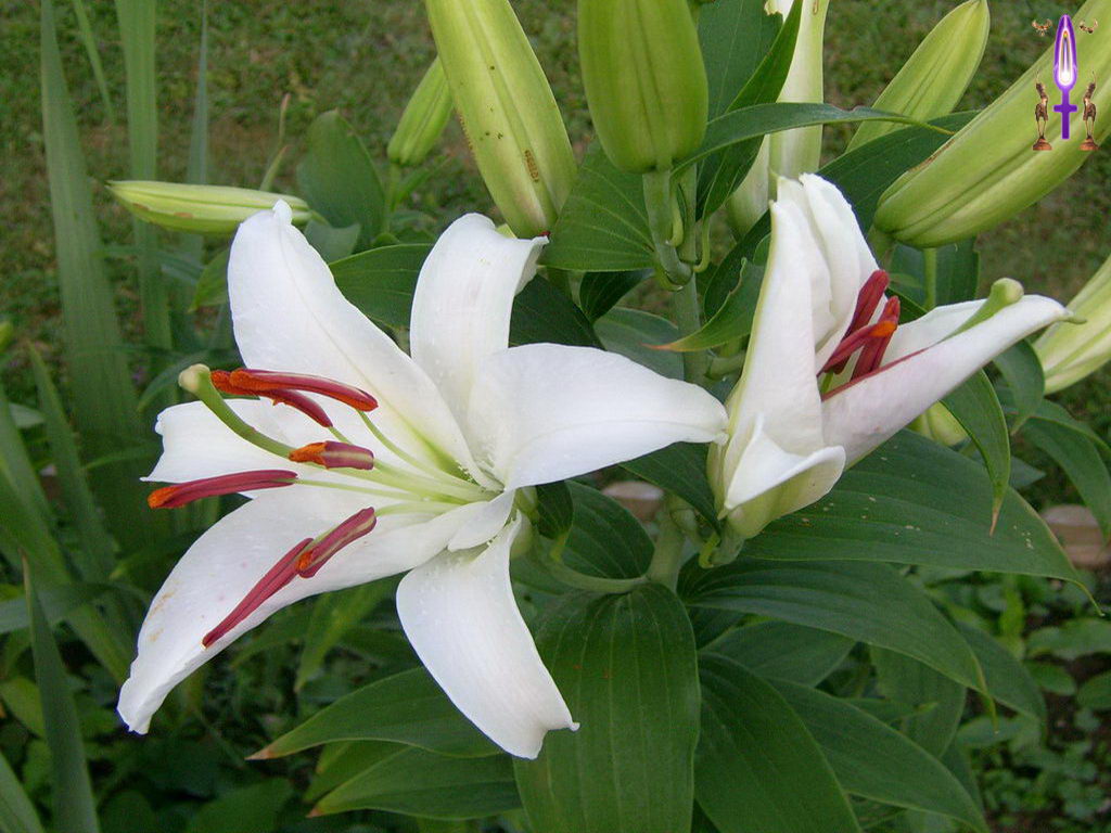 Croix de Lumière, Photo de la Série I No 11 
