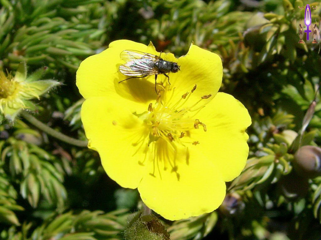 Cliquez sur la Photo pour quitter le Diaporama et Ouvrir la Photo correspondante...