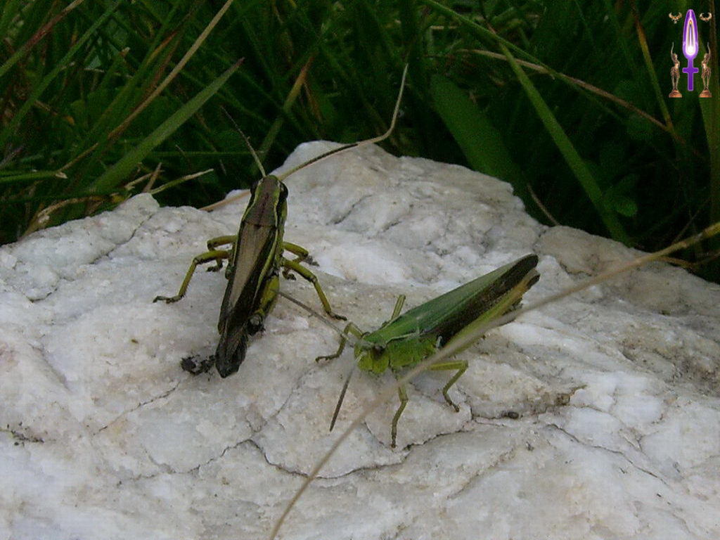 Croix de Lumière, Photo de la Série I No 13 