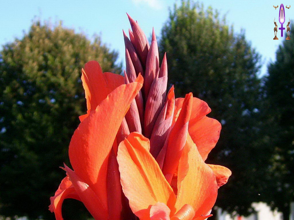 Cliquez sur la Photo pour quitter le Diaporama et Ouvrir la Photo correspondante...