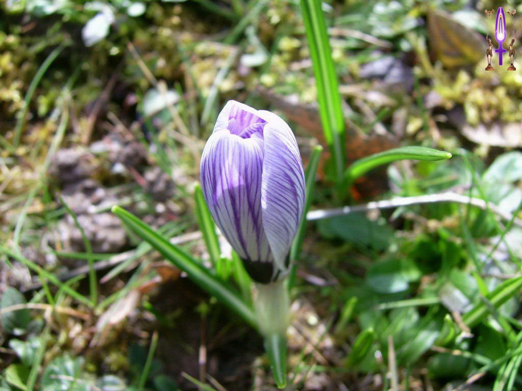 Croix de Lumière, Photo de la Série I No 15 