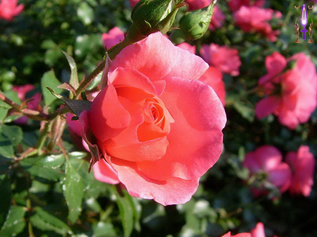 Croix de Lumière, Photo de la Série I No 16 