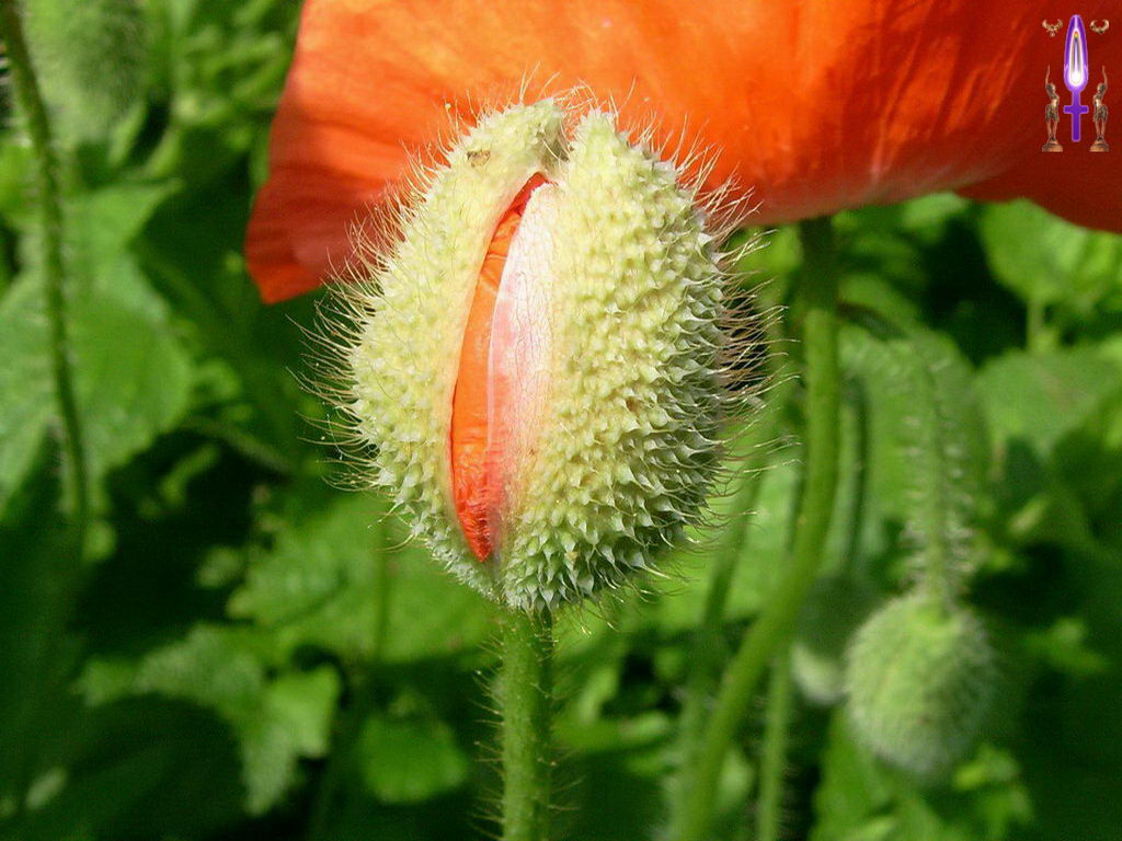 Croix de Lumière, Photo de la Série I No 17 