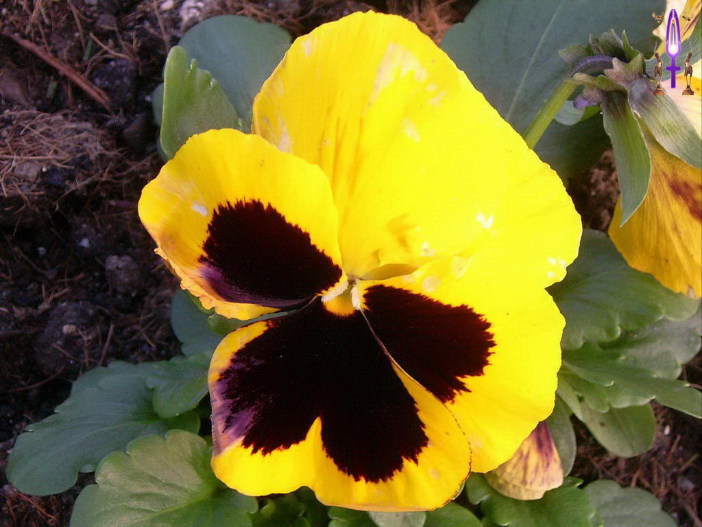 Croix de Lumière, Photo de la Série I No 21 