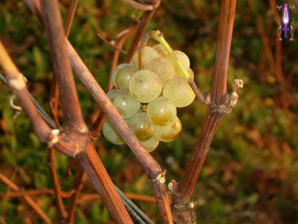 Croix de Lumière, Photo de la Série I No 22 