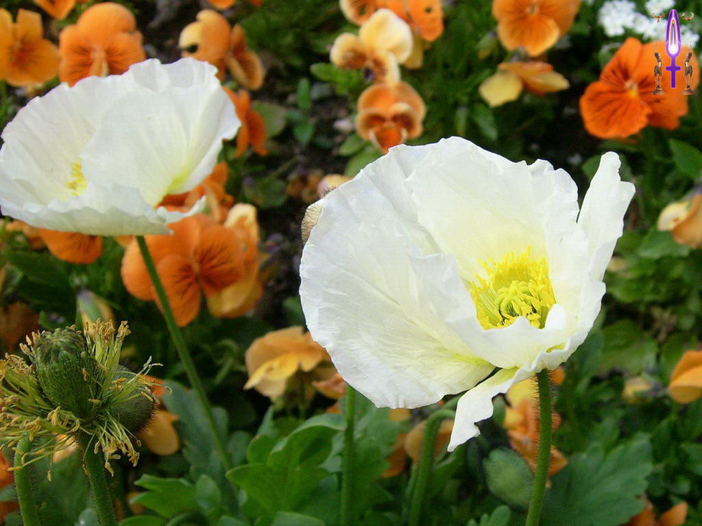 Croix de Lumière, Photo de la Série I No 23 
