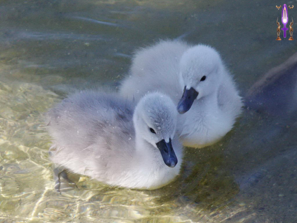 Croix de Lumière, Photo de la Série I No 24 