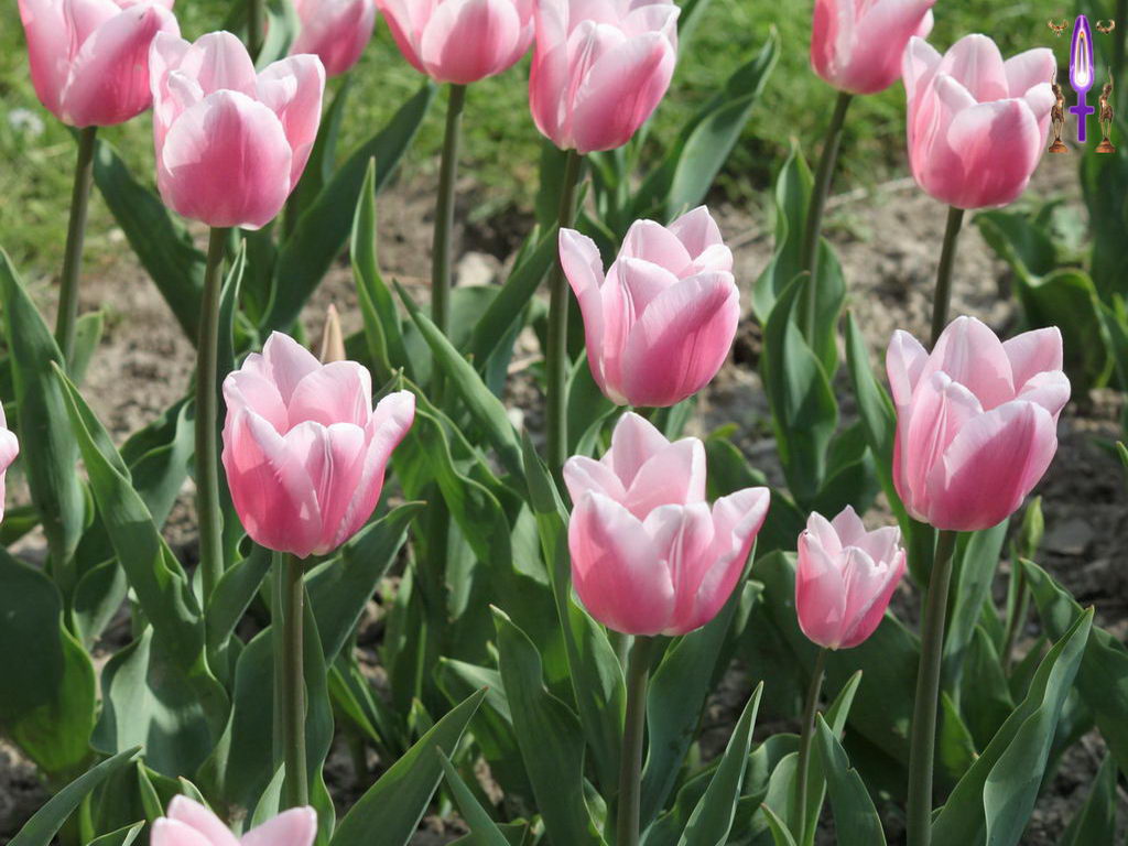 Croix de Lumière, Photo de la Série I No 25 