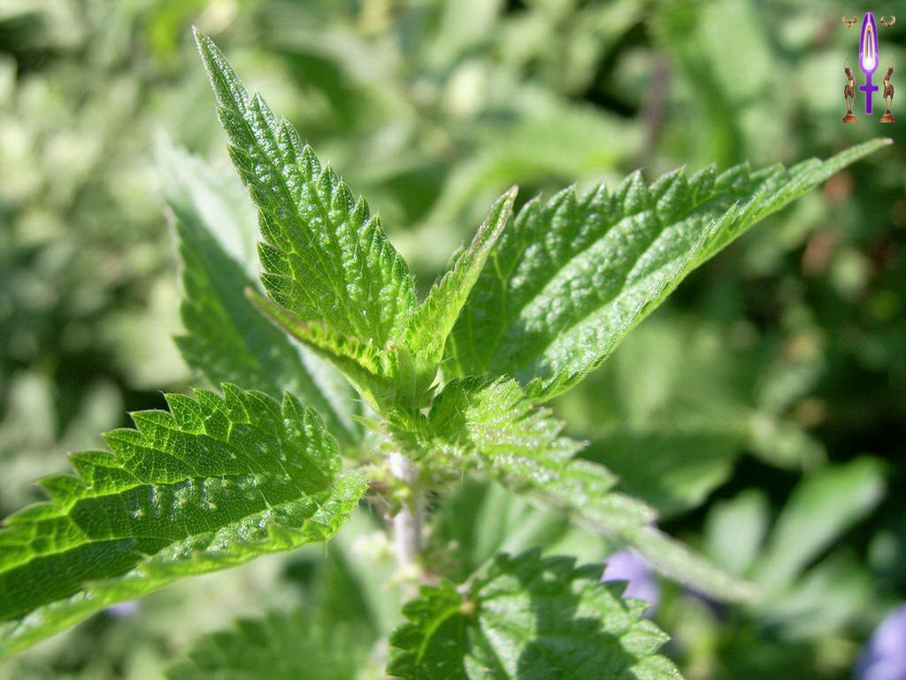 Croix de Lumière, Photo de la Série I No 31 