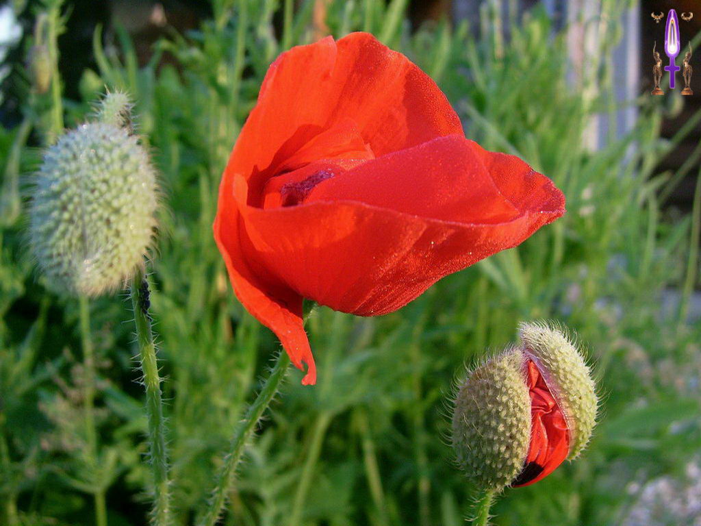 Croix de Lumière, Photo de la Série I No 32 