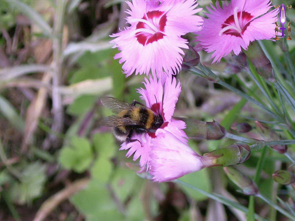 Croix de Lumière, Photo de la Série I No 33 