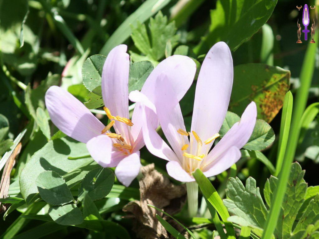 Croix de Lumière, Photo de la Série I No 35 