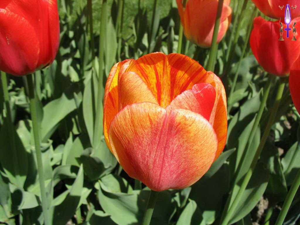 Croix de Lumière, Photo de la Série I No 36 