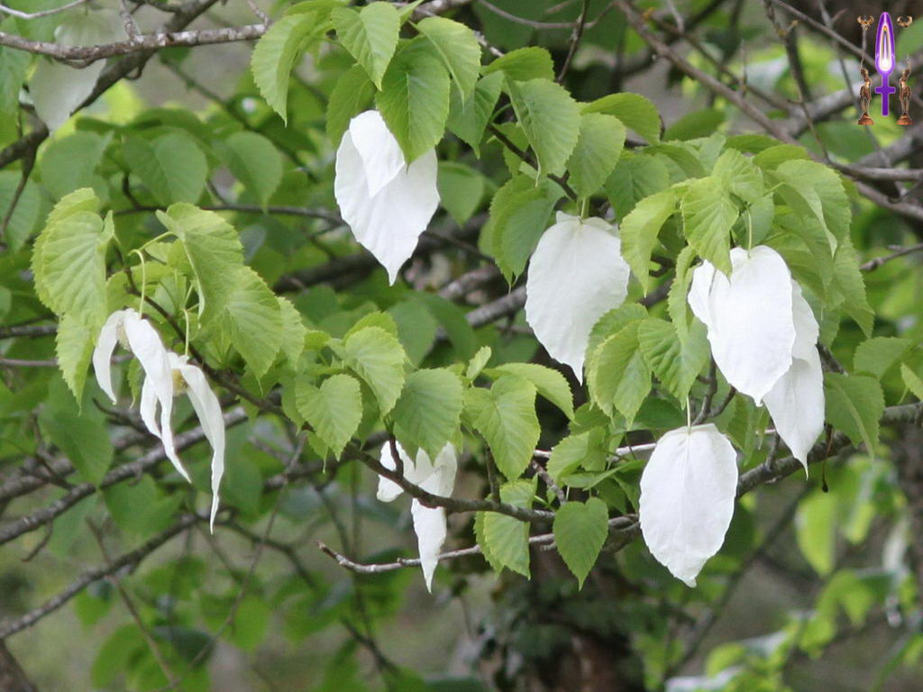 Cliquez sur la Photo pour quitter le Diaporama et Ouvrir la Photo correspondante...
