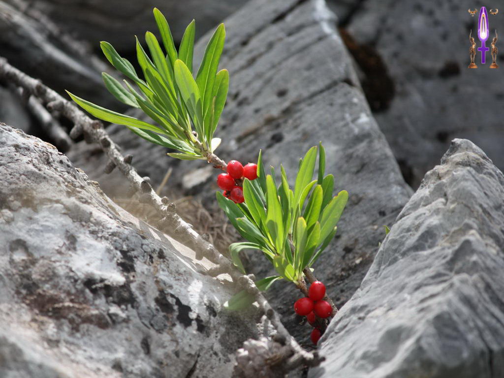 Cliquez sur la Photo pour quitter le Diaporama et Ouvrir la Photo correspondante...