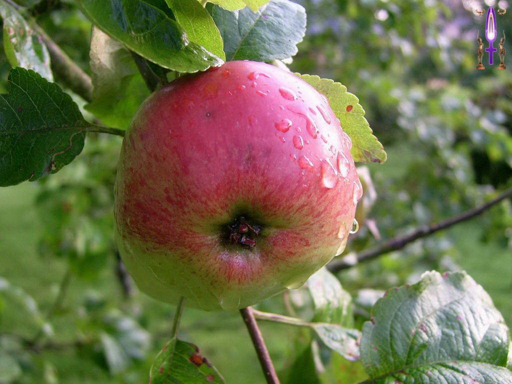 Cliquez sur la Photo pour quitter le Diaporama et Ouvrir la Photo correspondante...