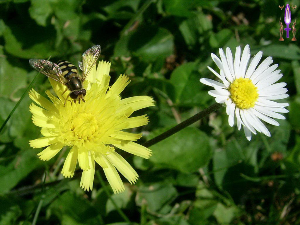 Croix de Lumière, Photo de la Série I No 41 