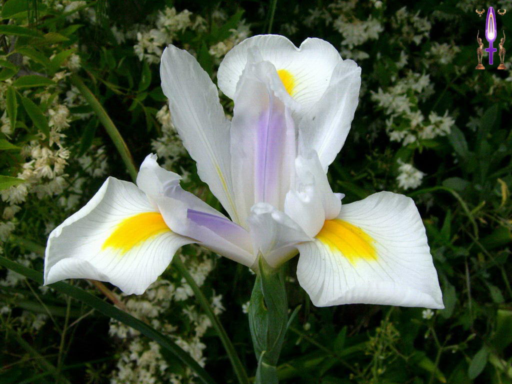 Croix de Lumière, Photo de la Série I No 42 