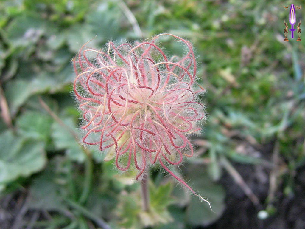 Croix de Lumière, Photo de la Série I No 44 