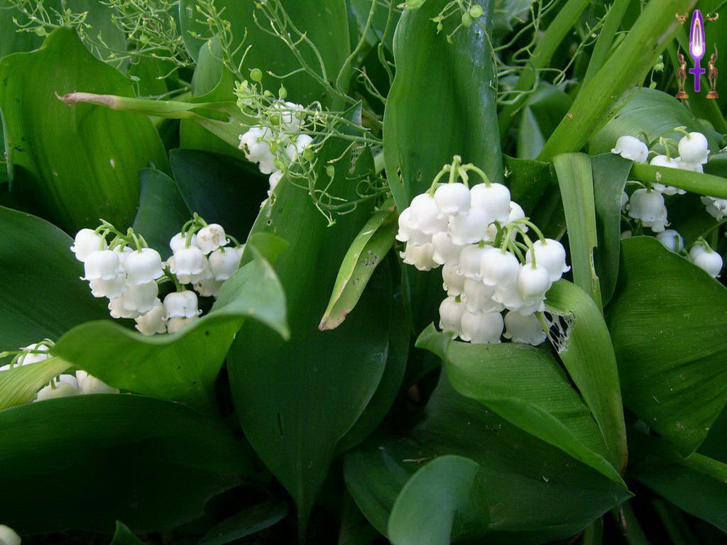 Croix de Lumière, Photo de la Série I No 45 