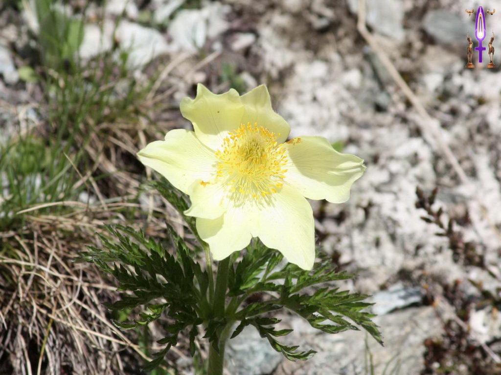 Cliquez sur la Photo pour quitter le Diaporama et Ouvrir la Photo correspondante...