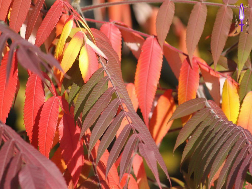 Croix de Lumière, Photo de la Série I No 47 