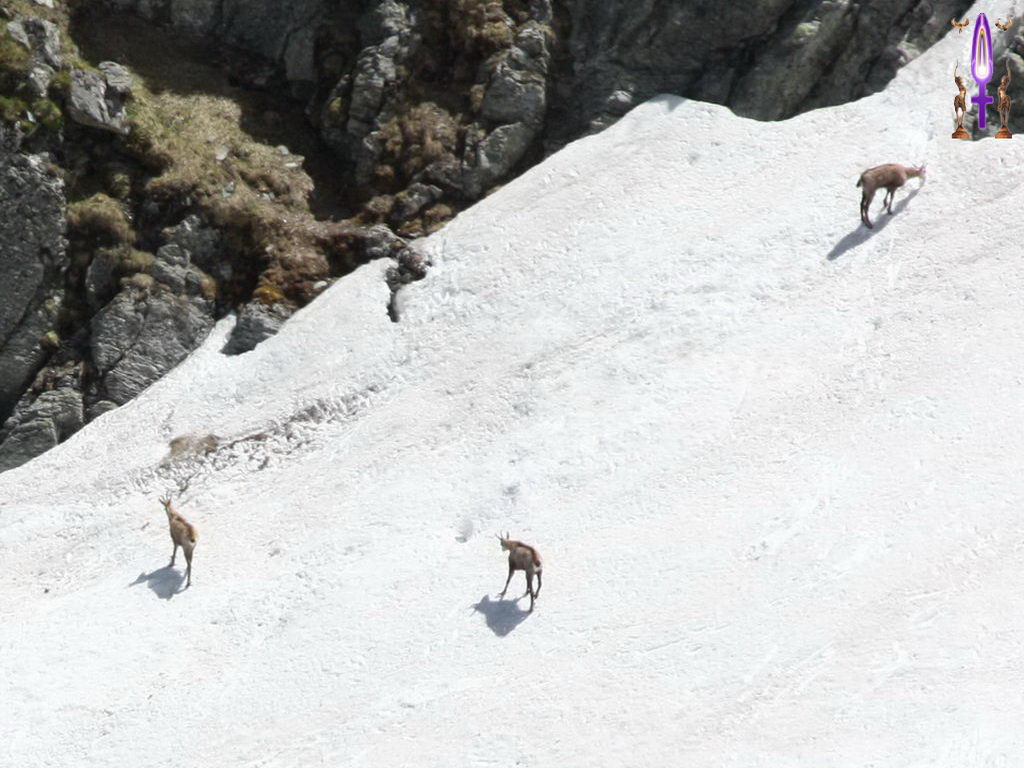 Croix de Lumière, Photo de la Série I No 48 