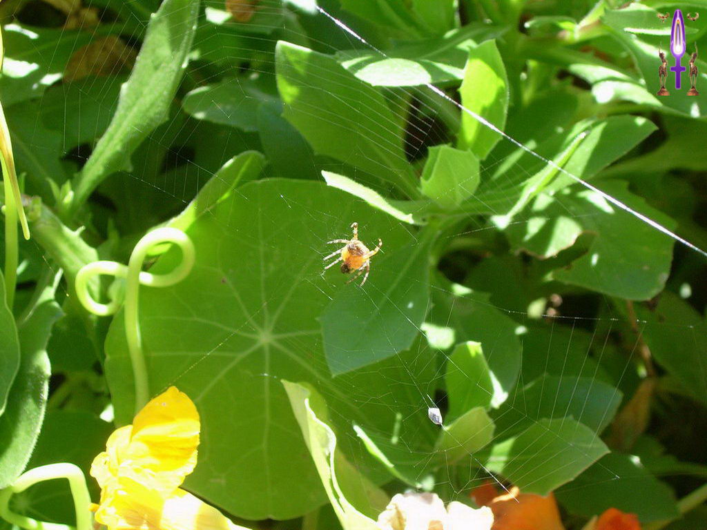 Croix de Lumière, Photo de la Série I No 51 