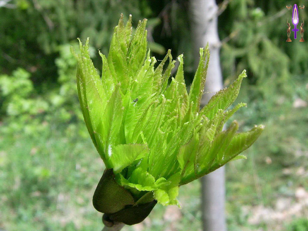 Croix de Lumière, Photo de la Série I No 52 