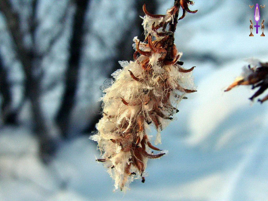 Croix de Lumière, Photo de la Série I No 57 