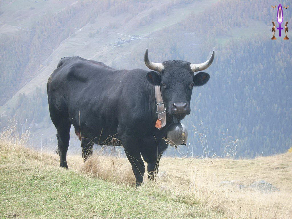 Croix de Lumière, Photo de la Série I No 59 