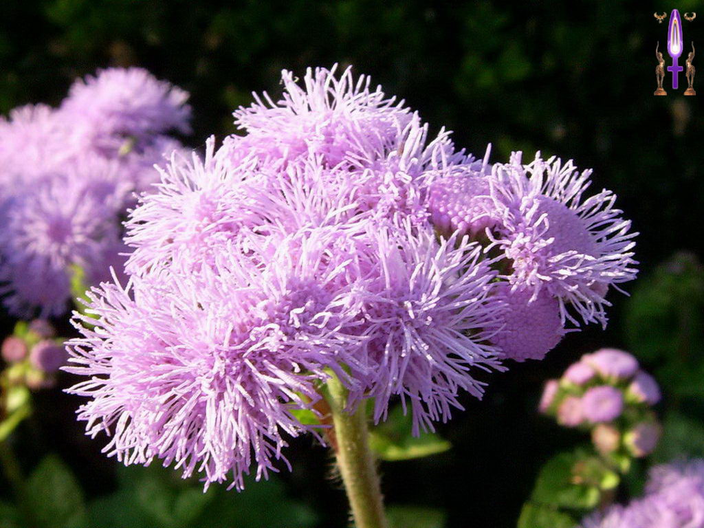 Croix de Lumière, Photo de la Série I No 010 