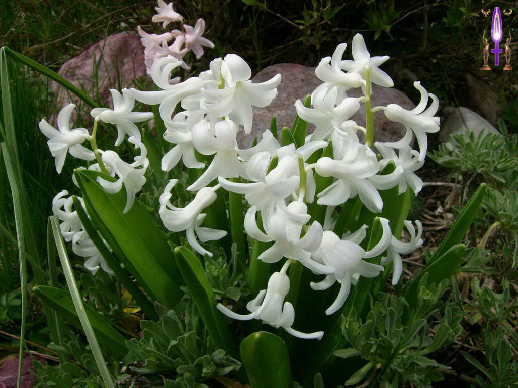 Cliquez sur la Photo pour quitter le Diaporama et Ouvrir la Photo correspondante...