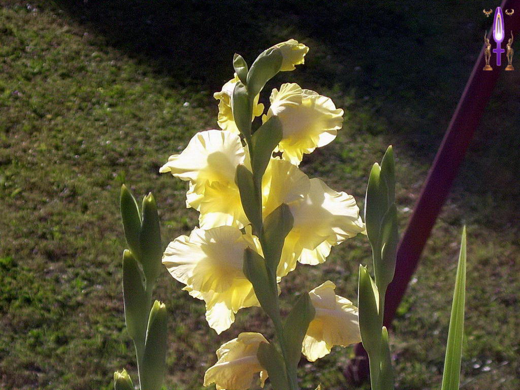 Cliquez sur la Photo pour quitter le Diaporama et Ouvrir la Photo correspondante...