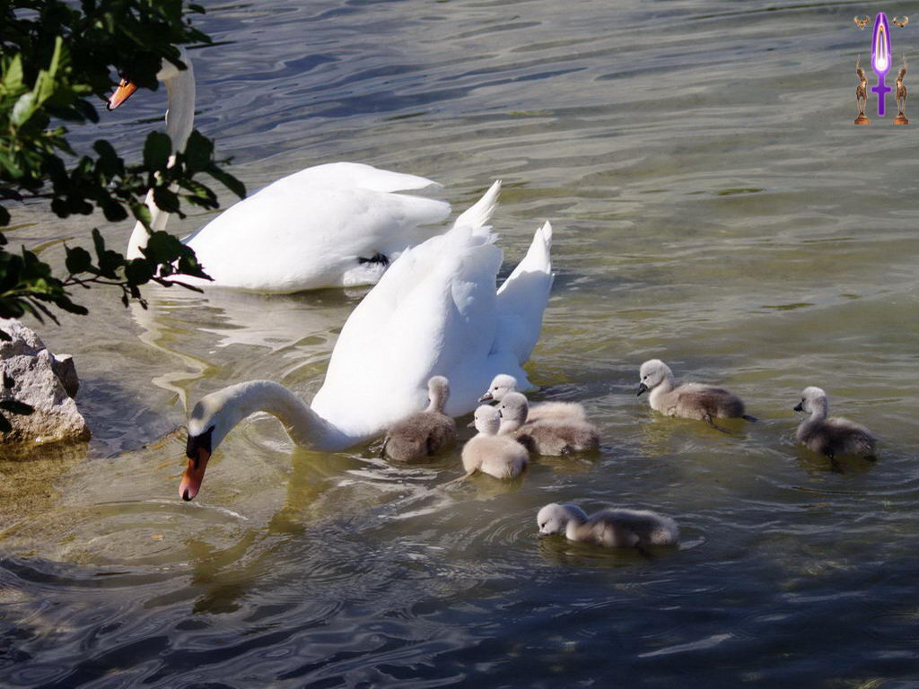 Croix de Lumière, Photo de la Série I No 76 