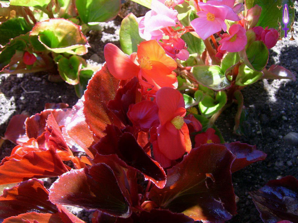 Croix de Lumière, Photo de la Série I No 79 