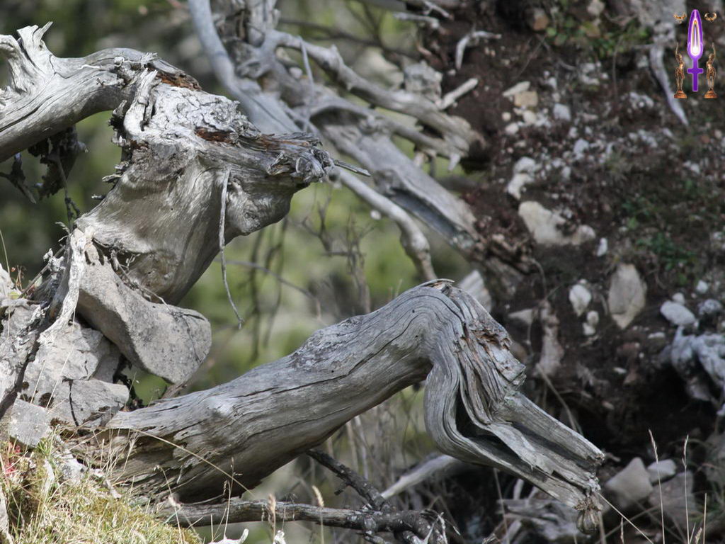 Croix de Lumière, Photo de la Série I No 010 