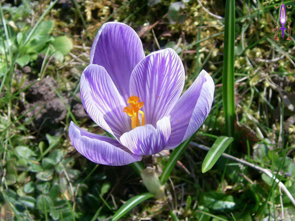Croix de Lumière, Photo de la Série I No 83 