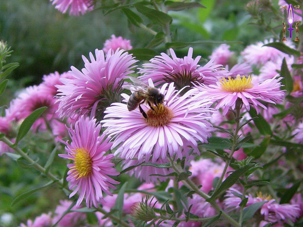 Cliquez sur la Photo pour quitter le Diaporama et Ouvrir la Photo correspondante...