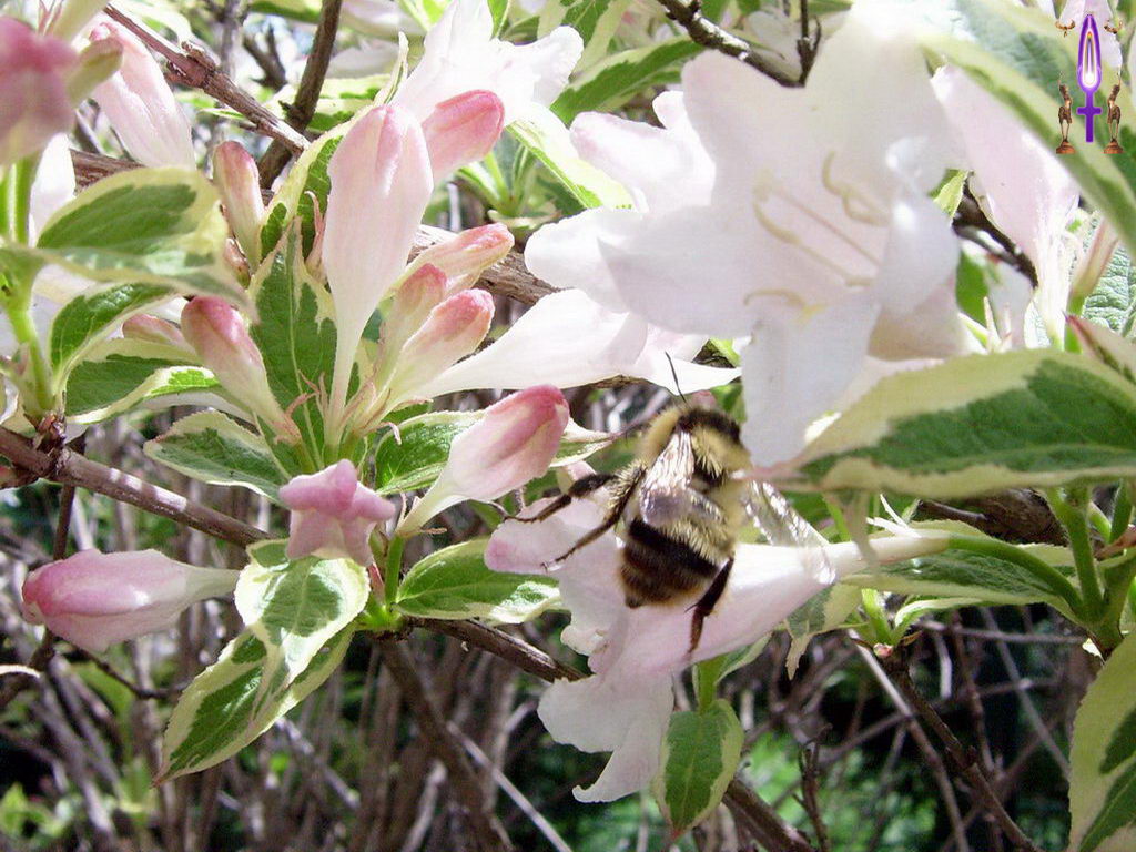 Cliquez sur la Photo pour quitter le Diaporama et Ouvrir la Photo correspondante...