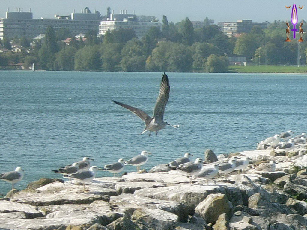 Croix de Lumière, Photo de la Série I No 88 