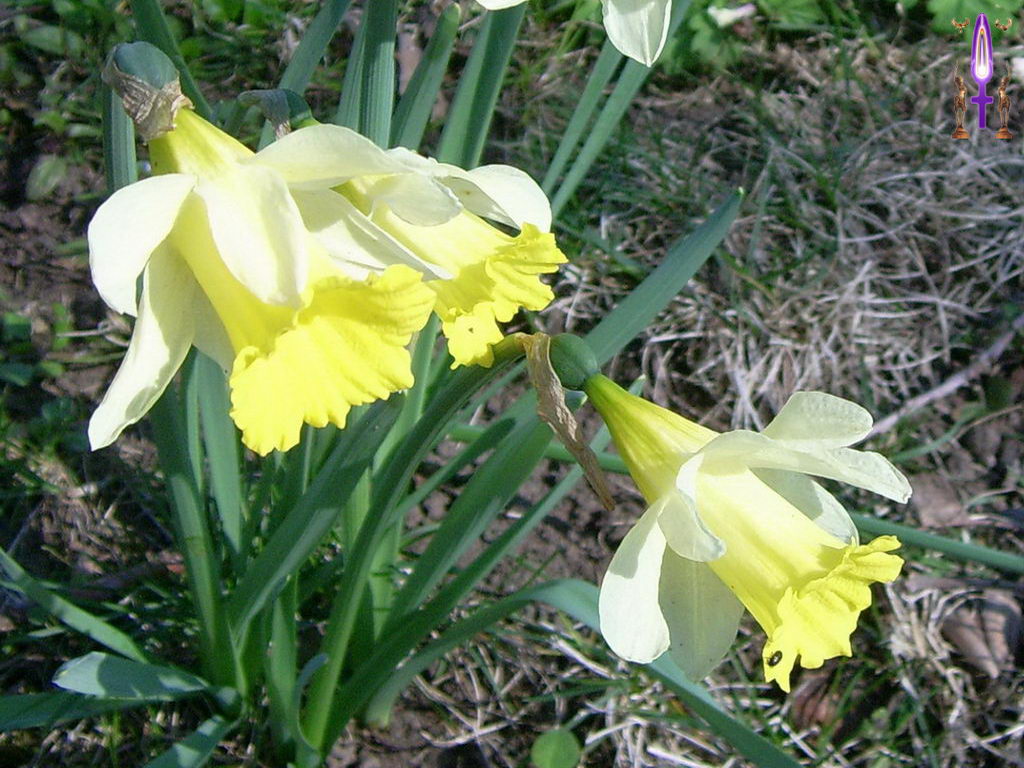 Croix de Lumière, Photo de la Série I No 090 