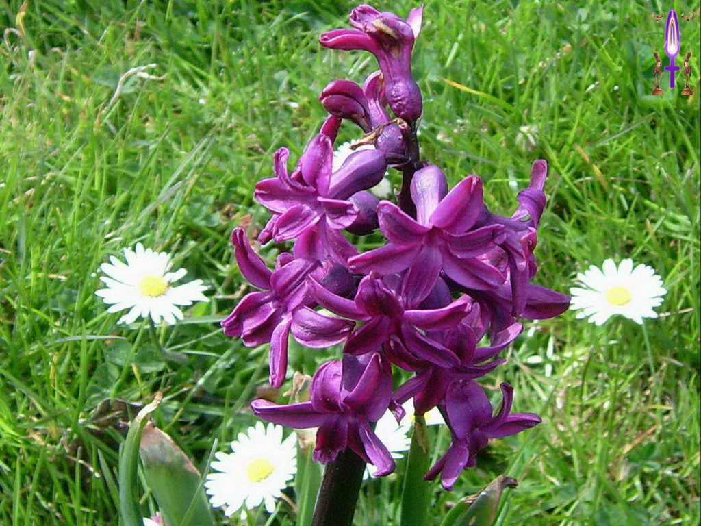 Croix de Lumière, Photo de la Série I No 92 