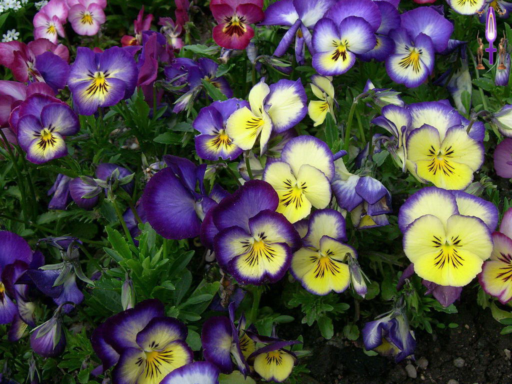 Croix de Lumière, Photo de la Série I No 93 