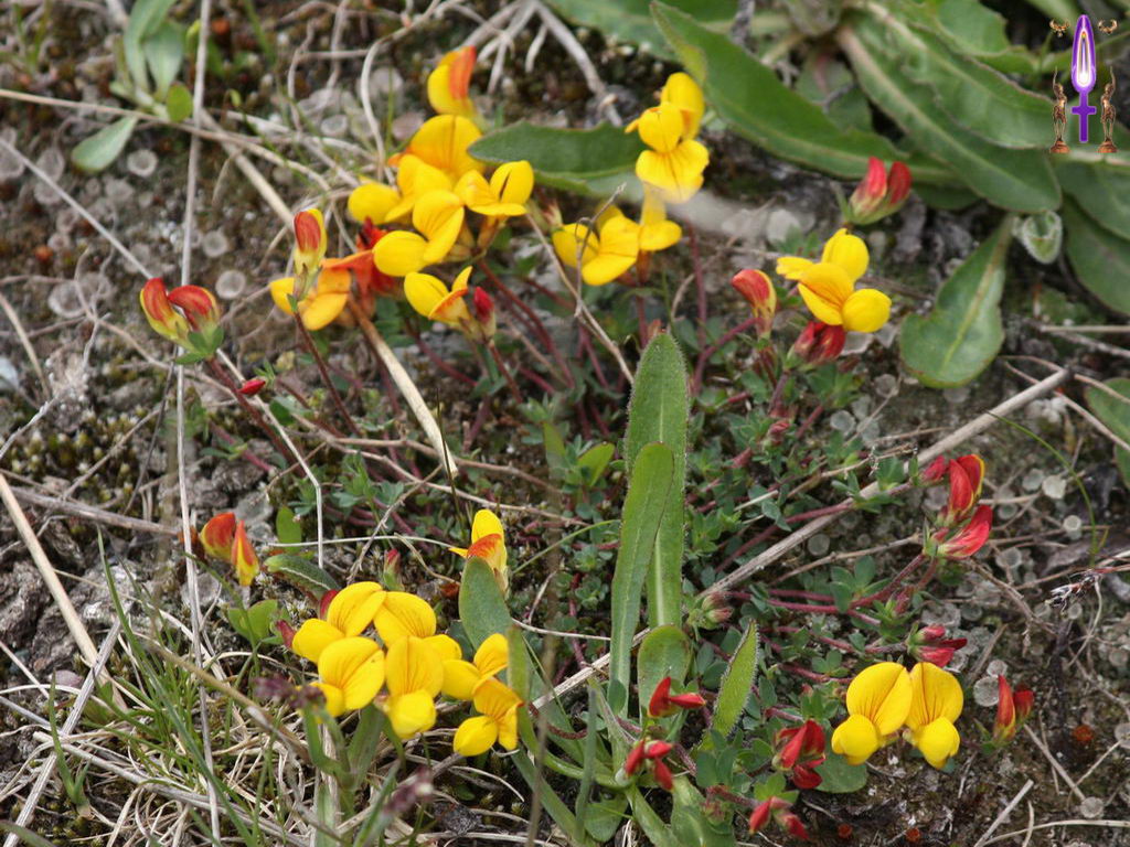 Cliquez sur la Photo pour quitter le Diaporama et Ouvrir la Photo correspondante...