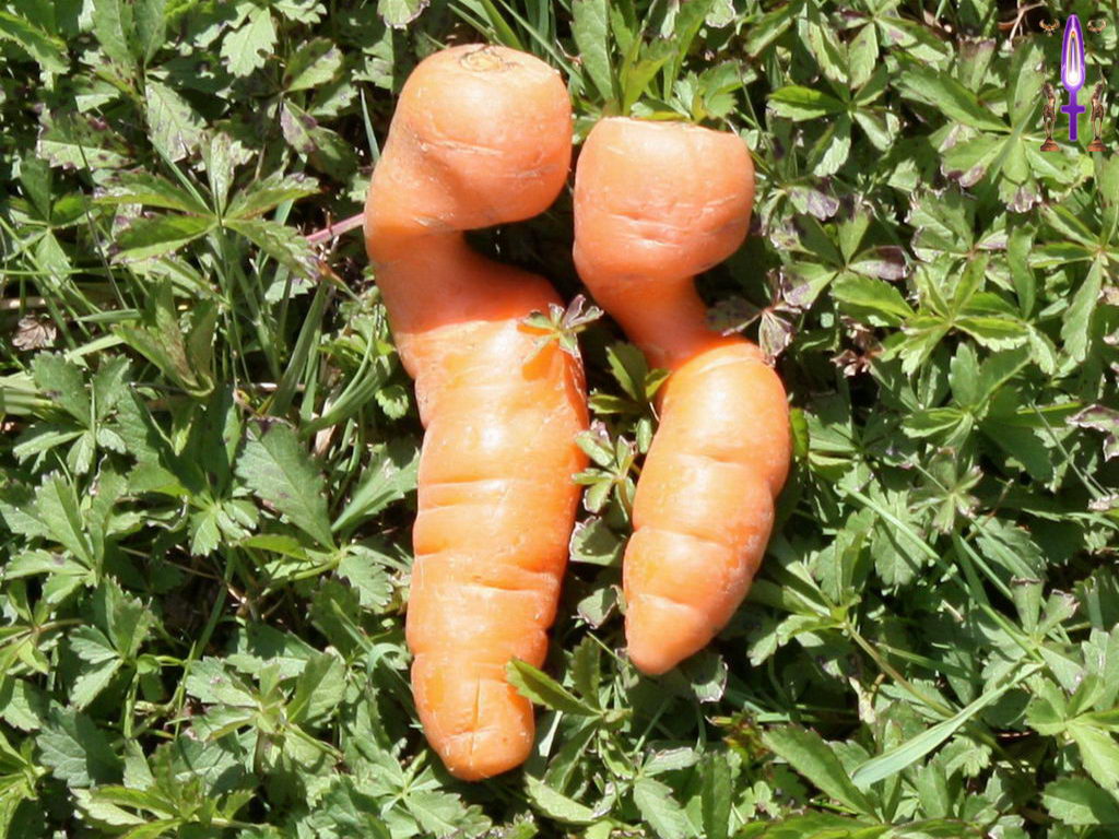 Croix de Lumière, Photo de la Série I No 101 