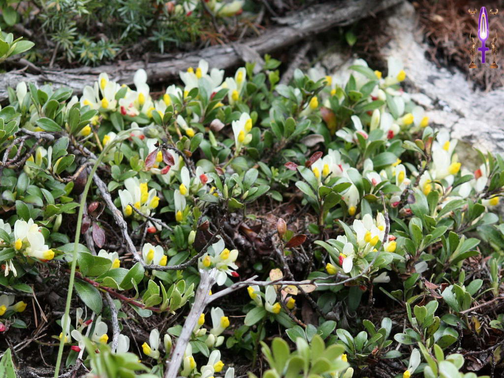 Croix de Lumière, Photo de la Série I No 103 