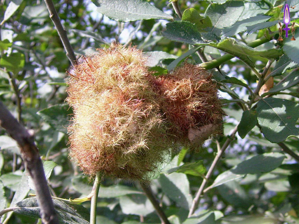 Croix de Lumière, Photo de la Série I No 105 