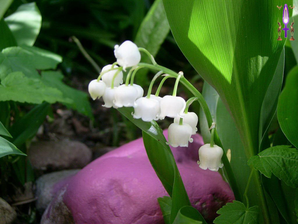 Croix de Lumière, Photo de la Série J No 4 